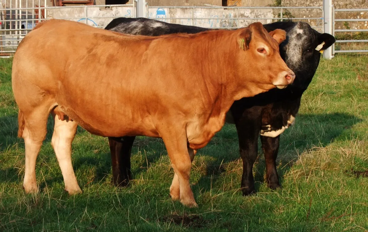 Incalf heifers - Image 1