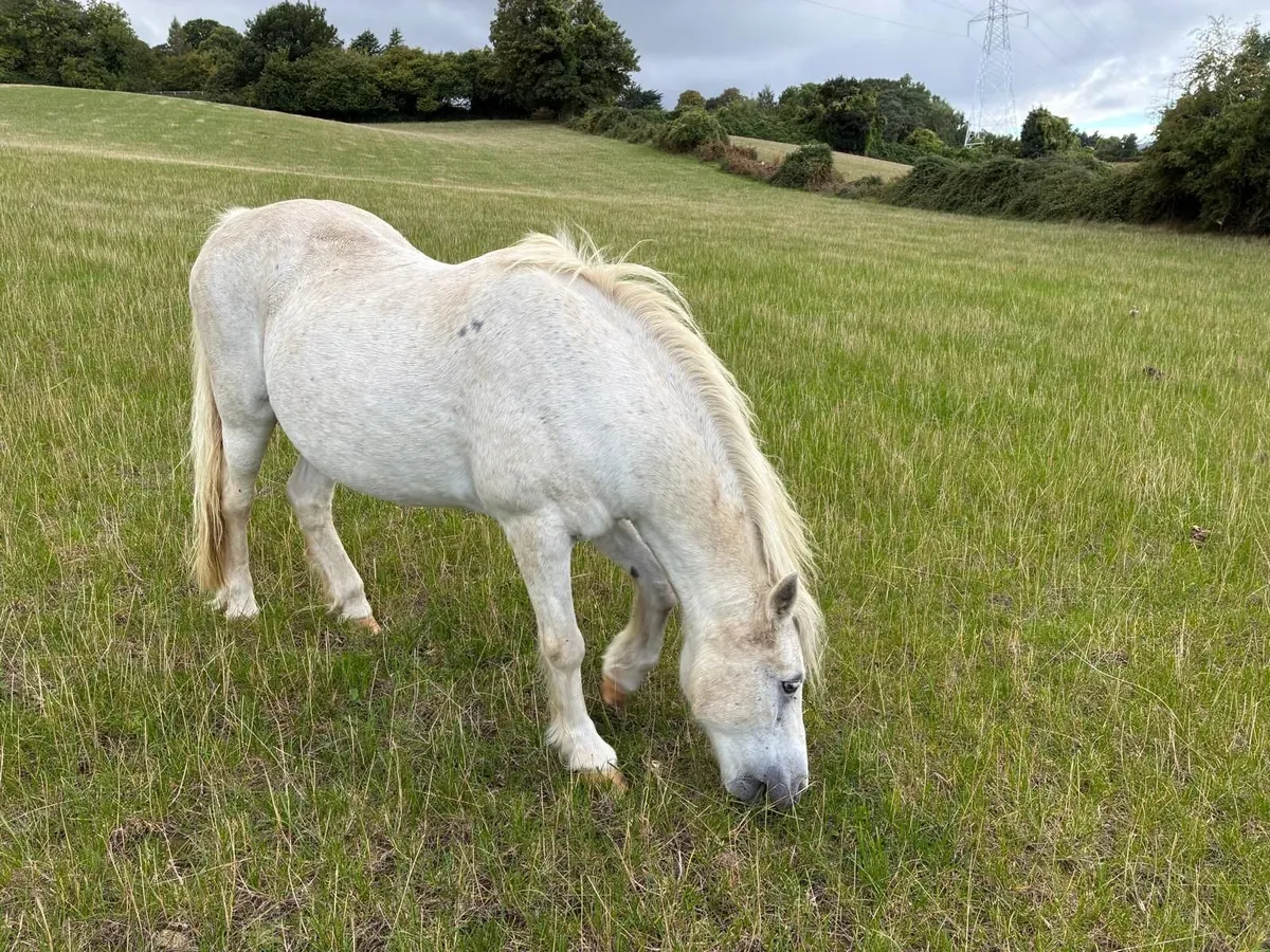 Lead rein pony - Image 2