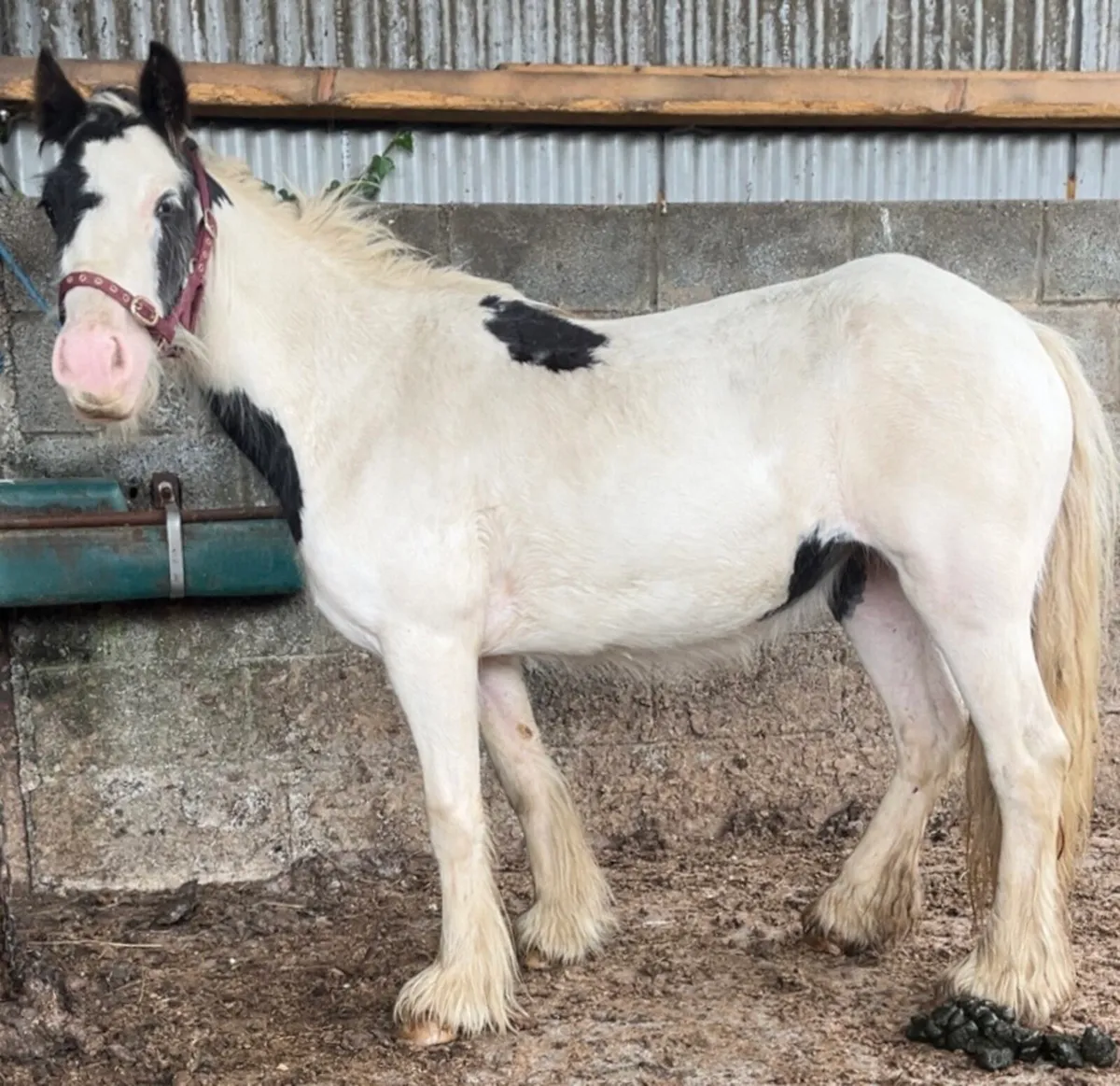 COB & SHETLAND MARES - Image 1