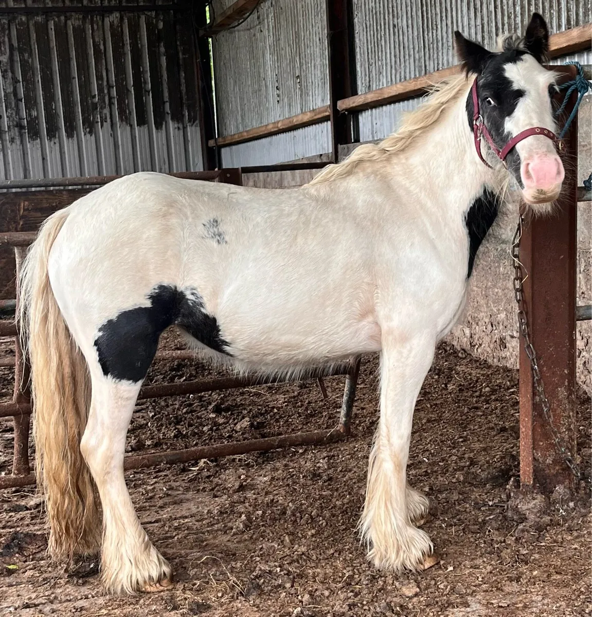 COB & SHETLAND MARES - Image 2