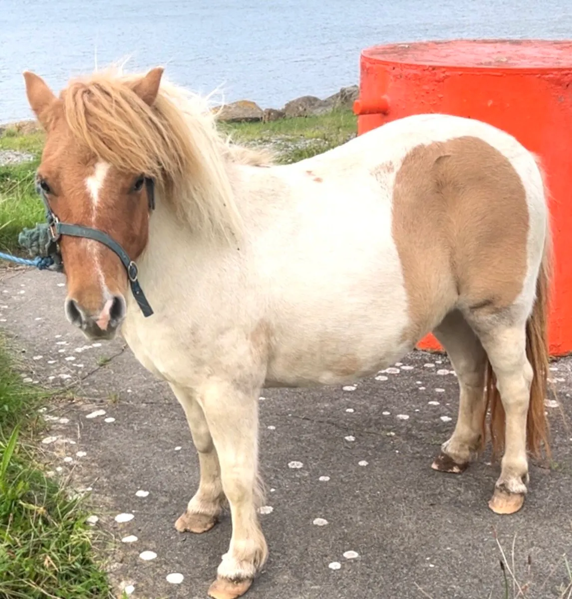 COB & SHETLAND MARES - Image 4