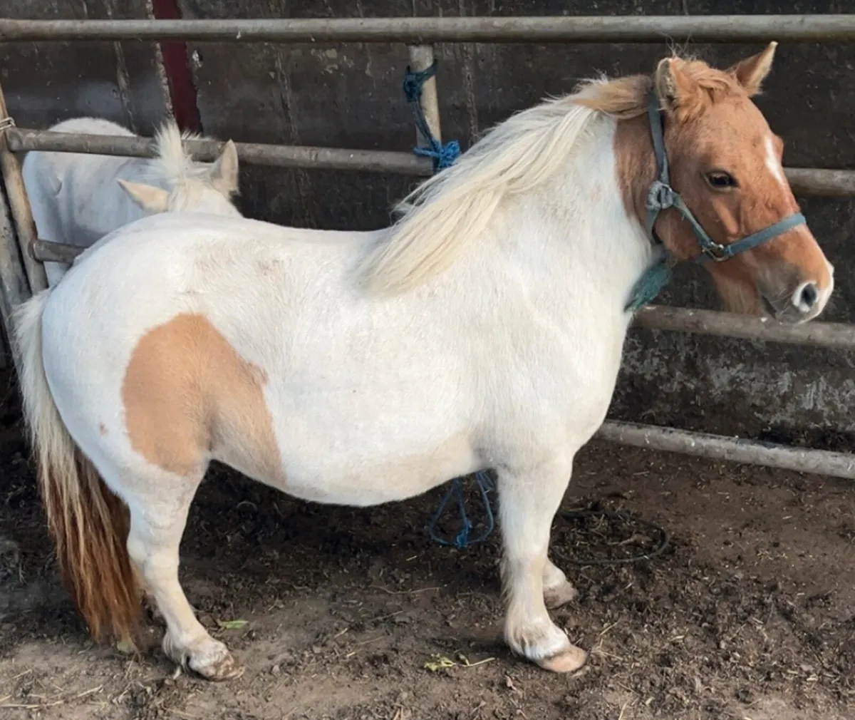 COB & SHETLAND MARES - Image 3