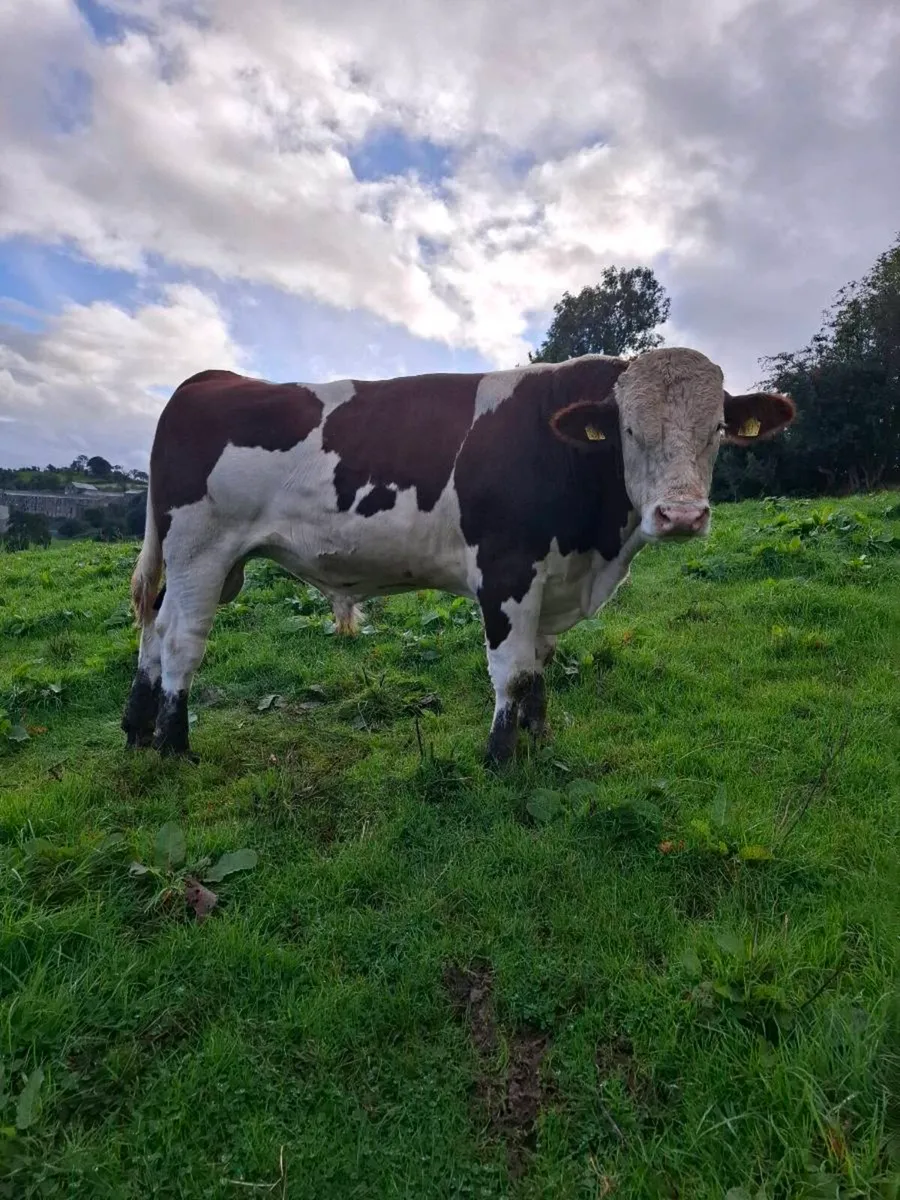 Montbeliarde Bulls - Image 1