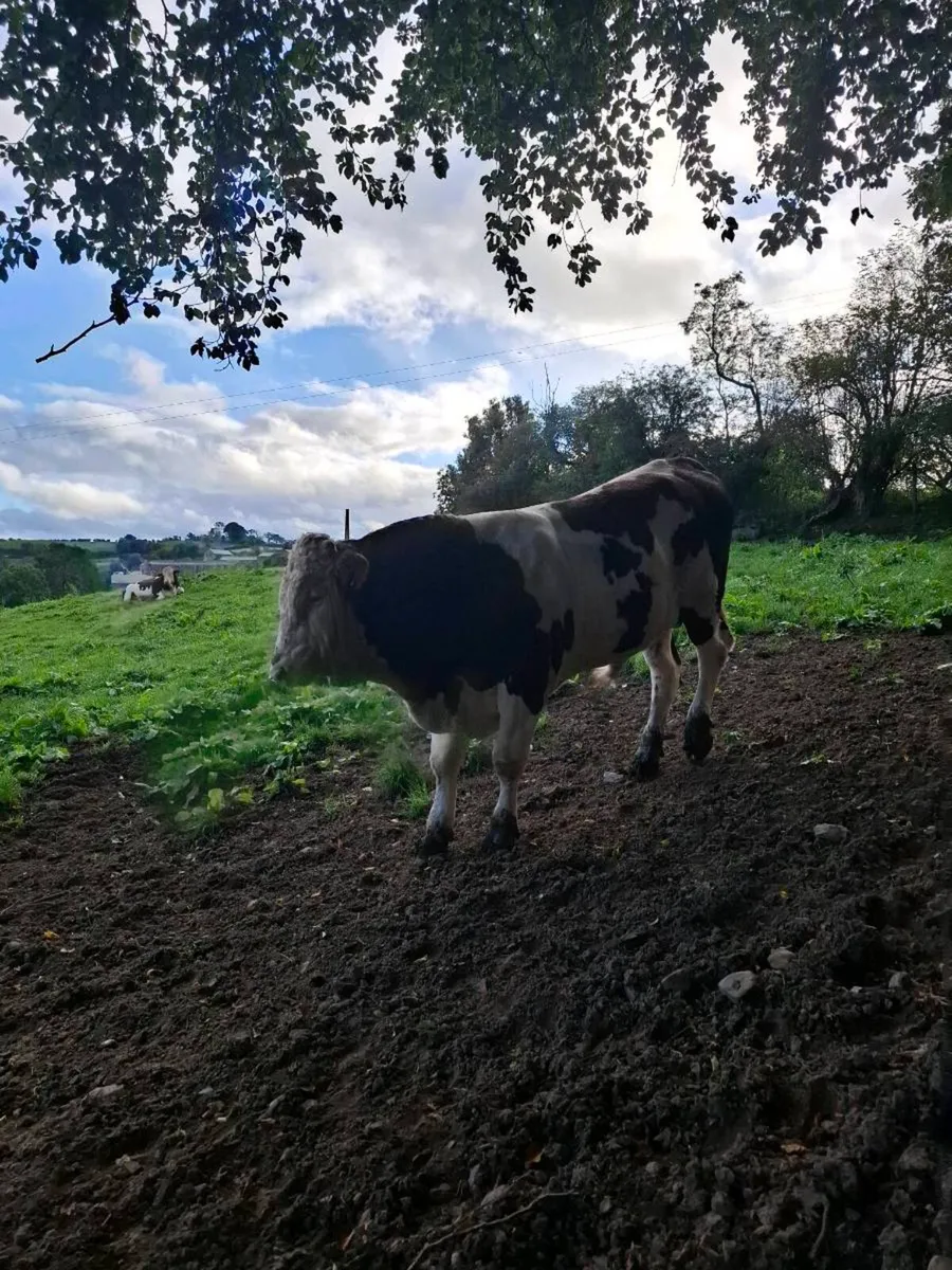 Montbeliarde Bulls - Image 2