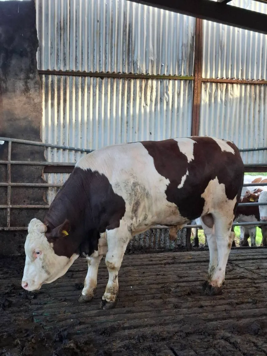 Montbeliarde Bulls - Image 3