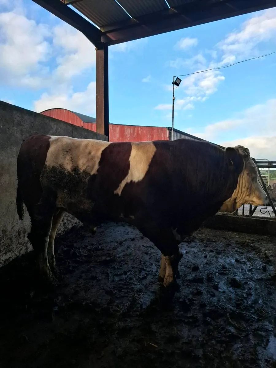 Montbeliarde Bulls - Image 4