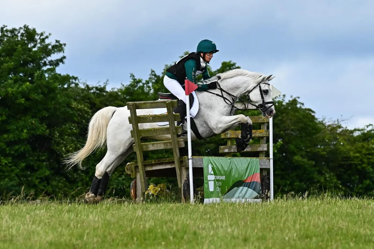 14.2hh connemara pony - Image 1