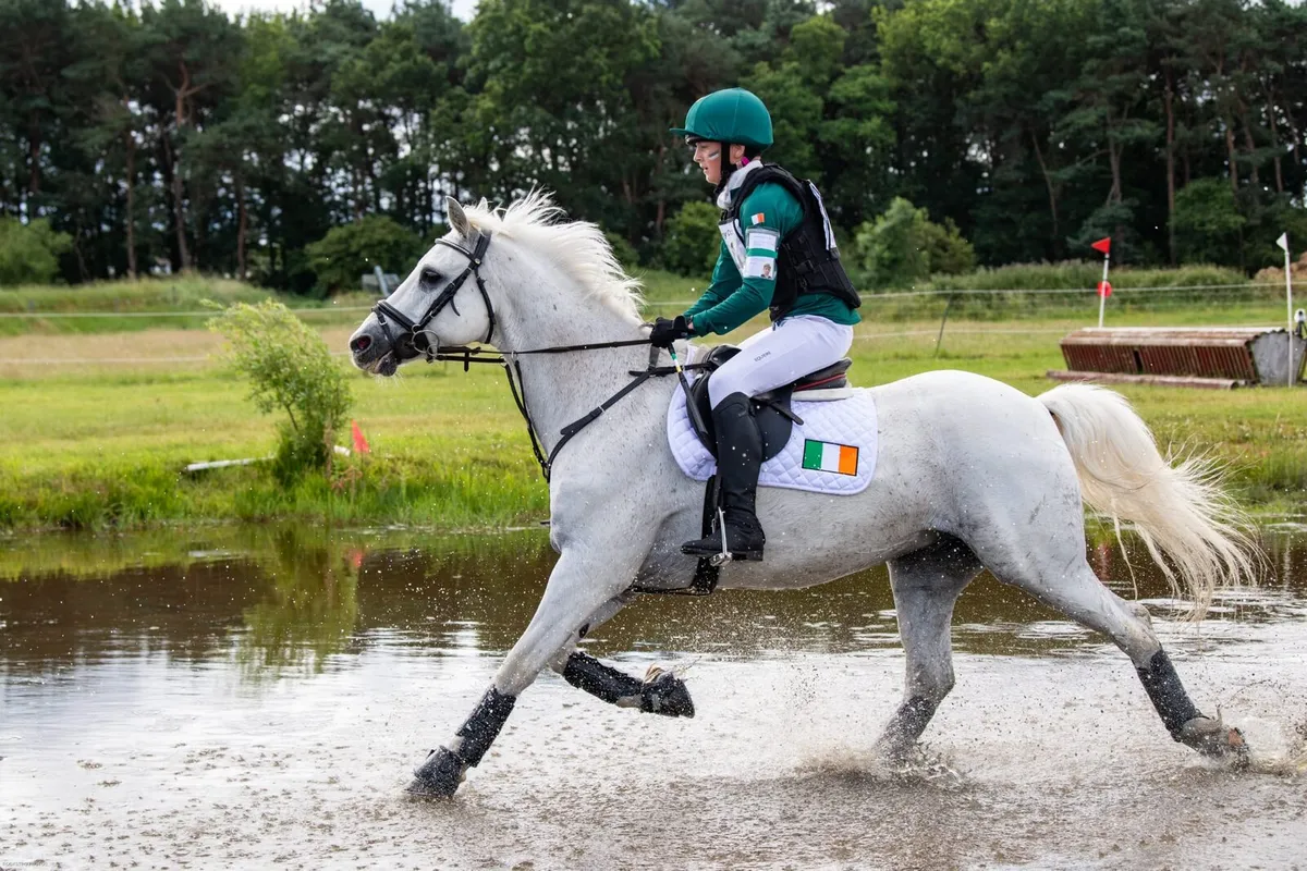 14.2hh connemara pony - Image 2