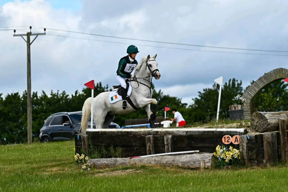 14.2hh connemara pony - Image 4