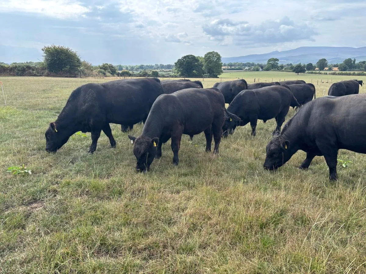 Pedigree Angus Bulls