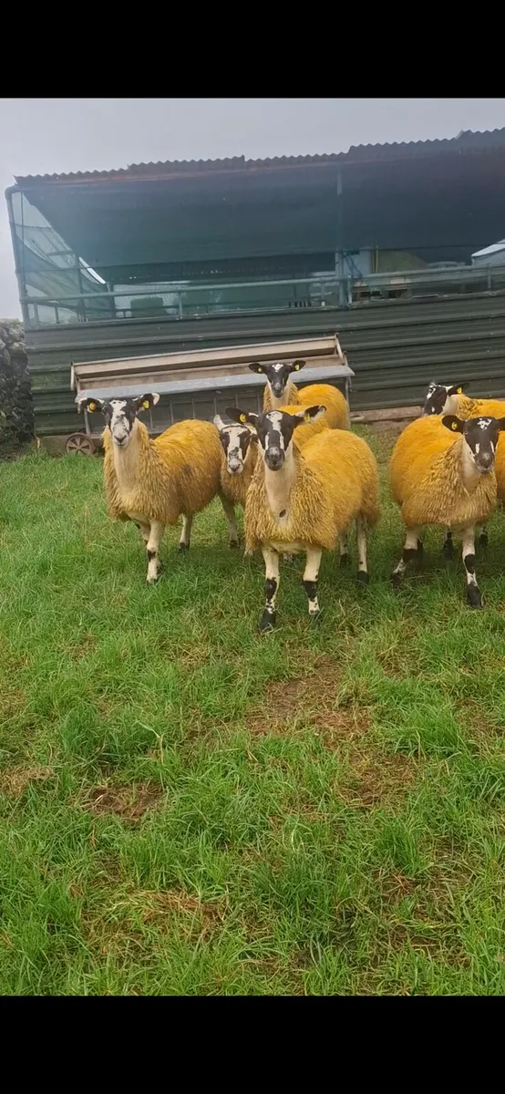 MULE EWE LAMBS - Image 1