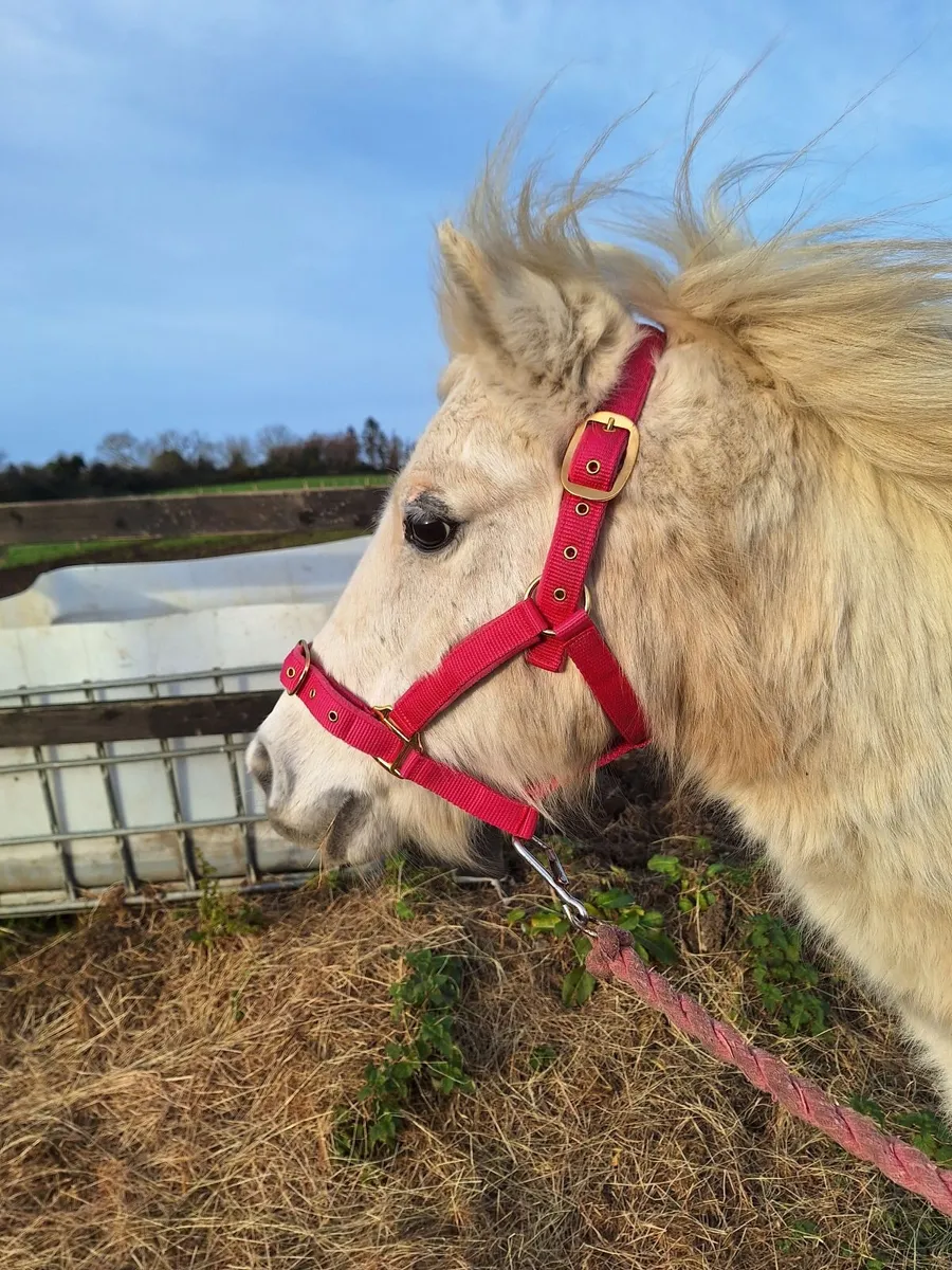Lead rein pony - Image 1