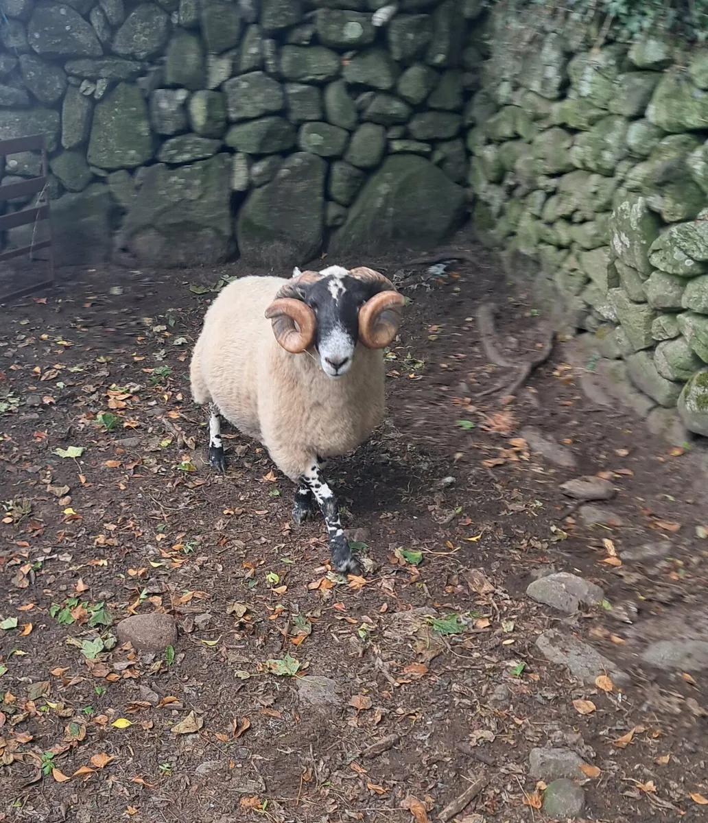 Purebred Ram - Image 1