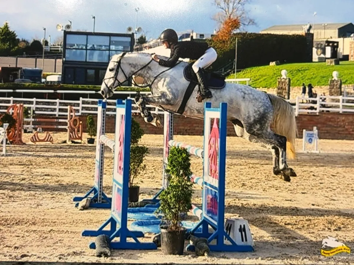 Showjumping 7yo 16.2 mare - Image 1