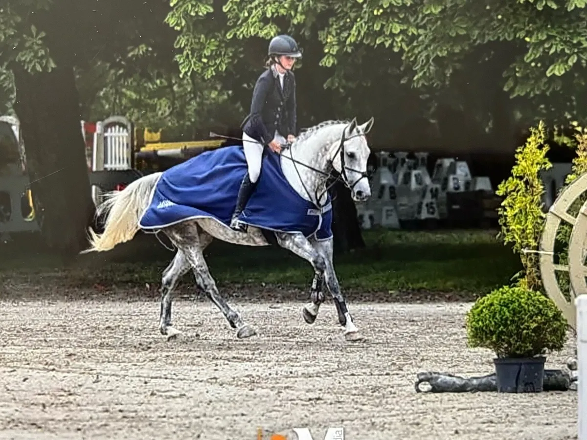 Showjumping 7yo 16.2 mare - Image 2