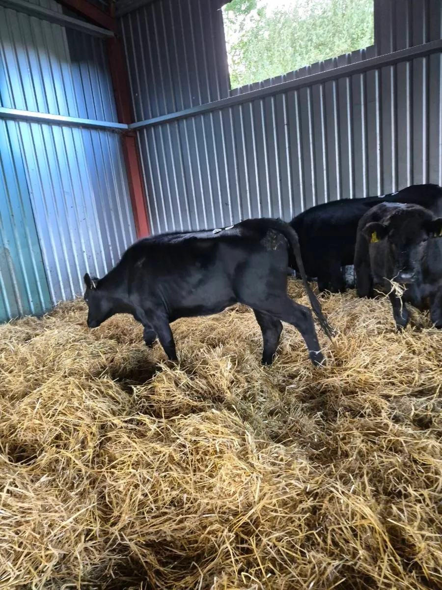 Angus heifers - Image 1