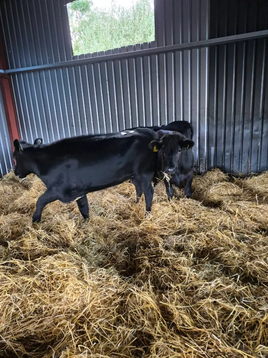 Angus heifers - Image 3