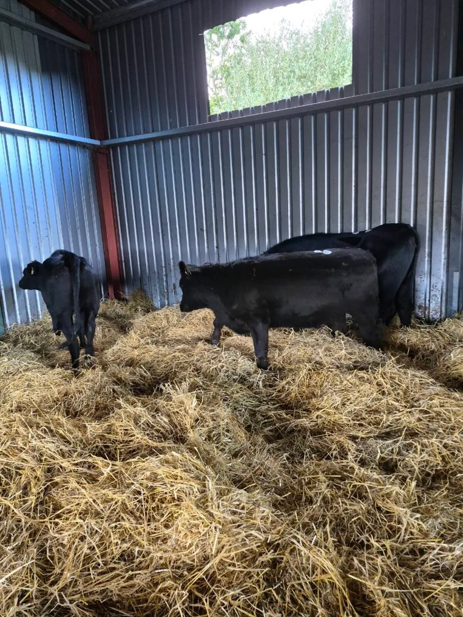 Angus heifers - Image 2