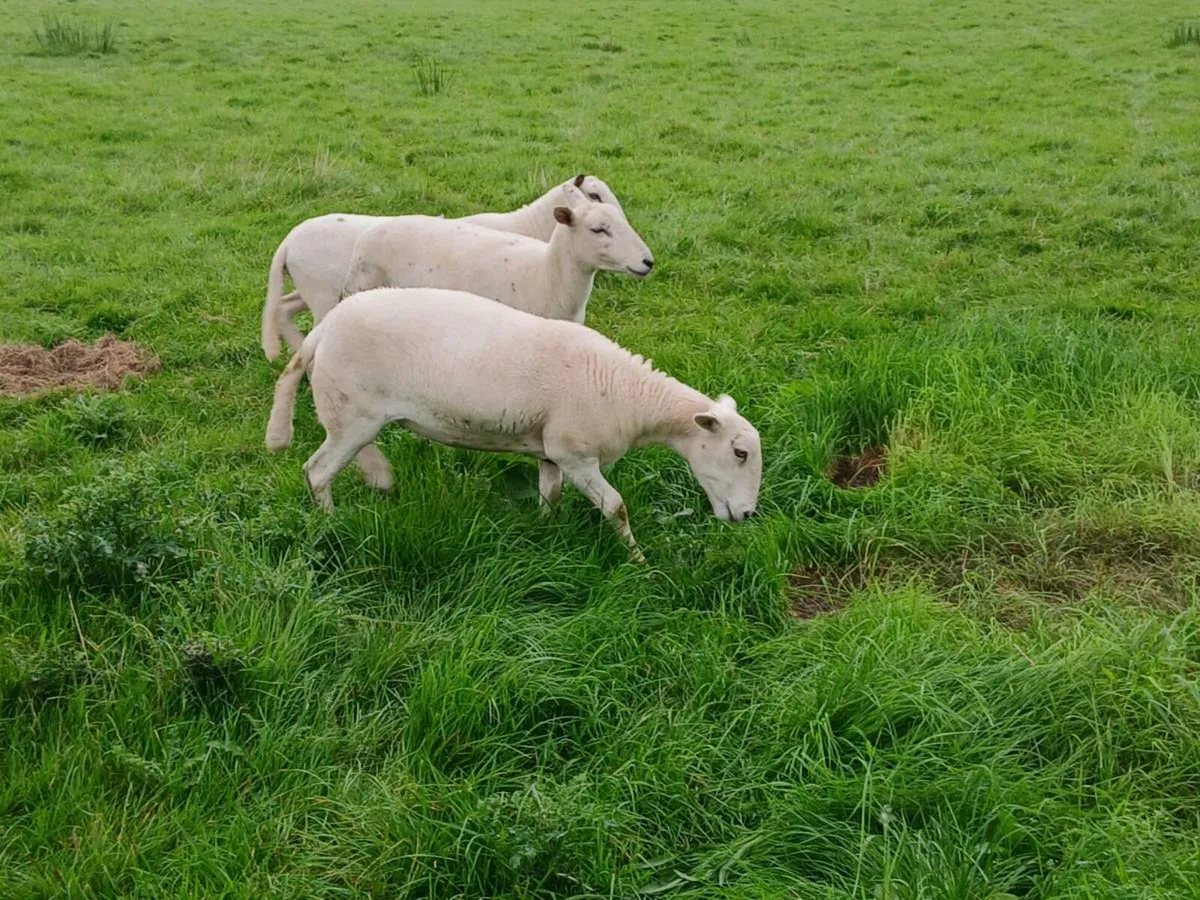 Easycare hoggett ewes - Image 4
