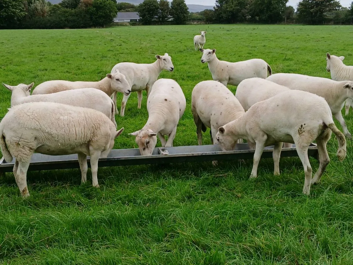 Easycare hoggett ewes - Image 1