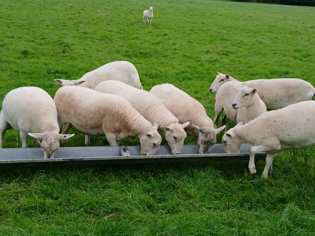 Easycare hoggett ewes - Image 2