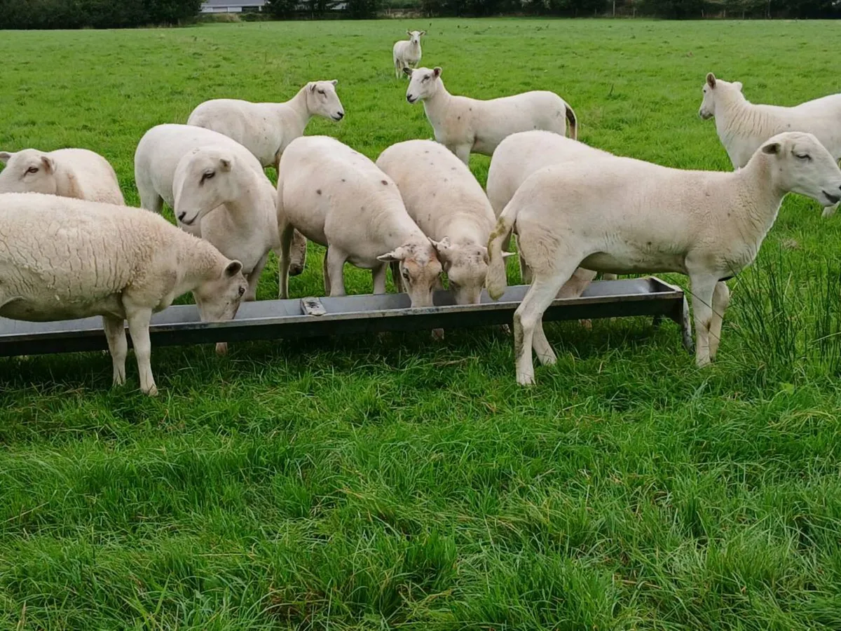 Easycare hoggett ewes - Image 3