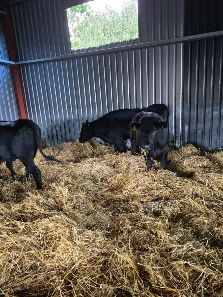 Angus heifers - Image 4