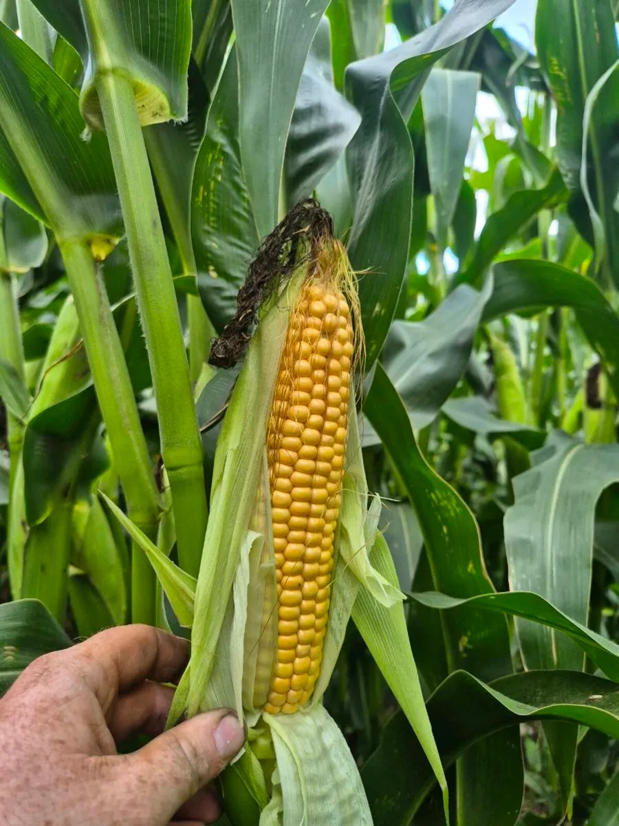 Maize - Image 2