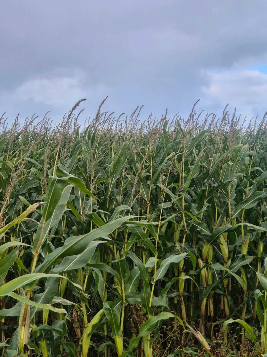 Maize - Image 3