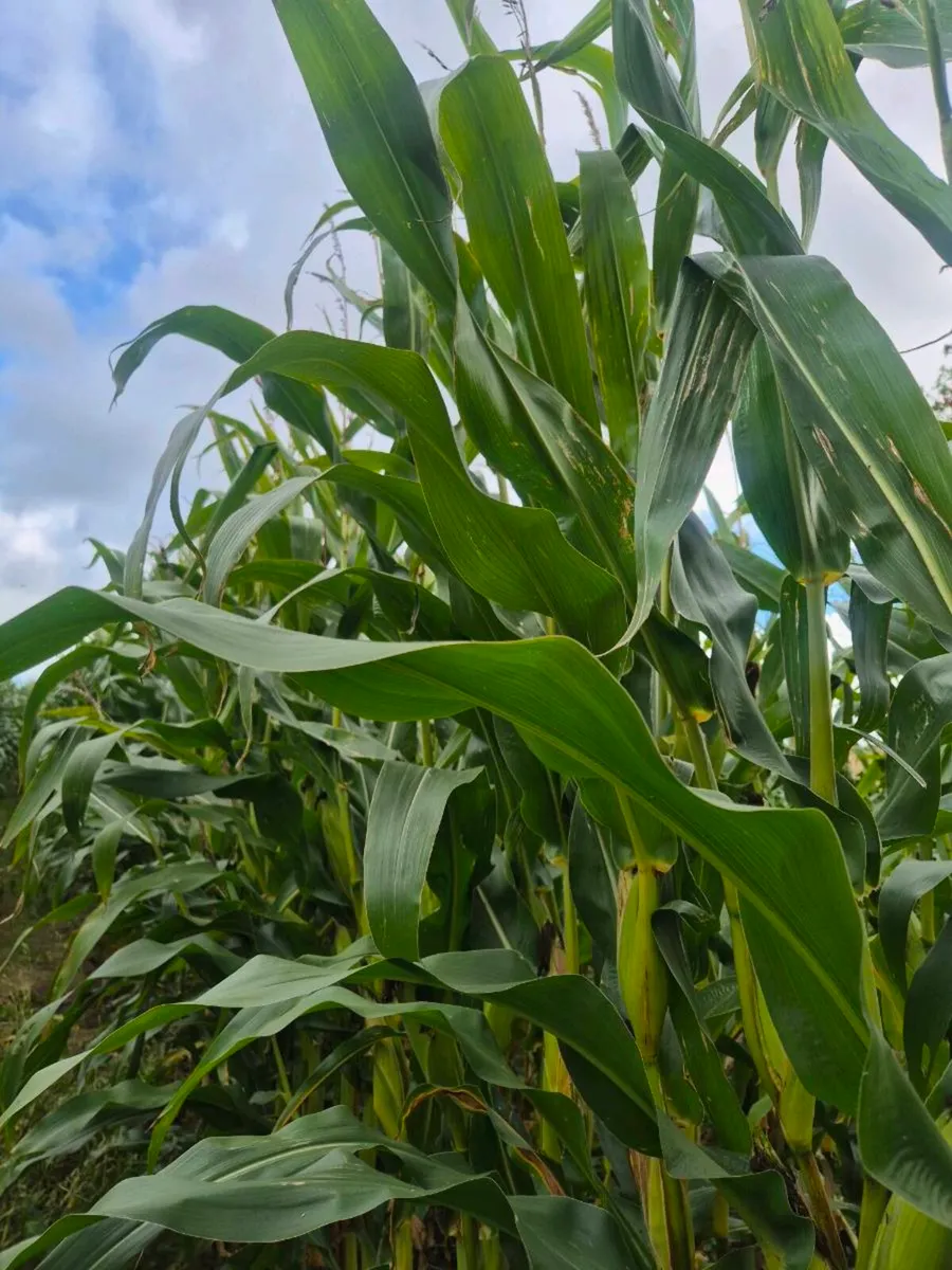 Maize - Image 4