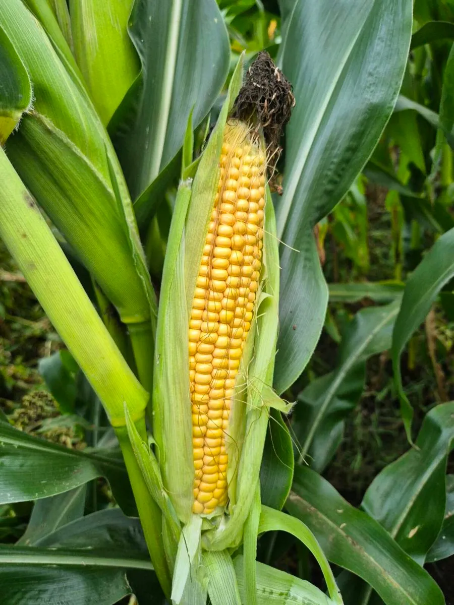 Maize - Image 1