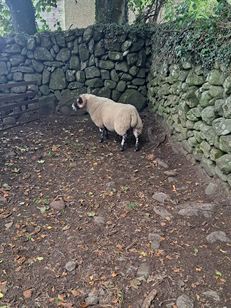Purebred Ram - Image 2