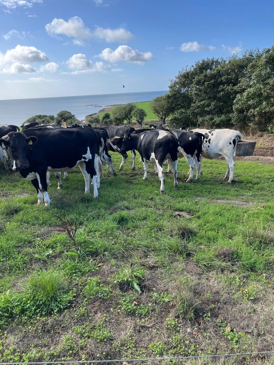 Livestock - Image 4