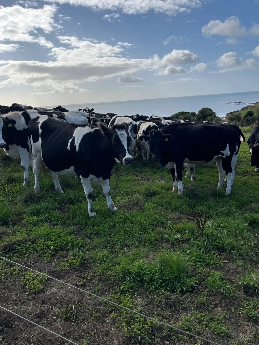 Livestock - Image 2