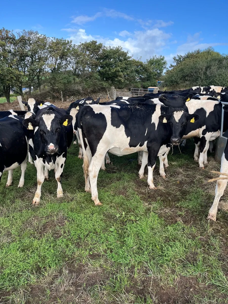 Livestock - Image 3
