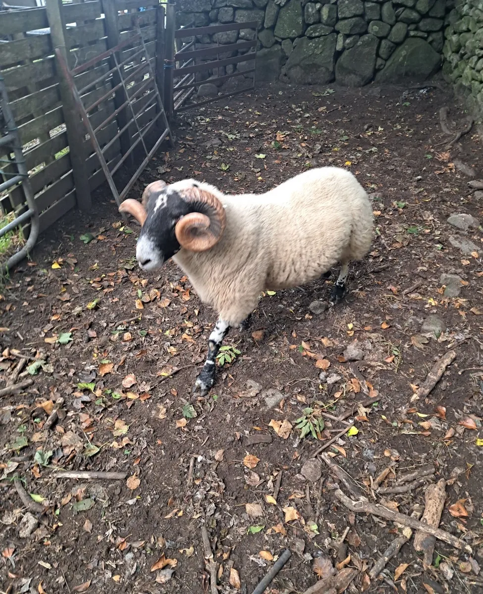 Purebred Ram - Image 3
