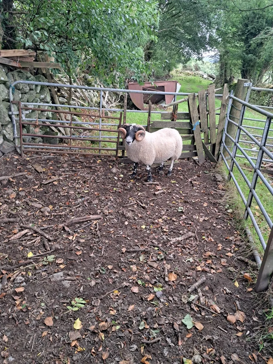Purebred Ram - Image 4