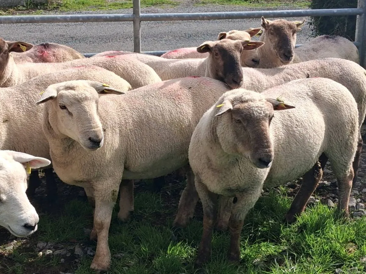 10 Ewe Hoggets - Image 2