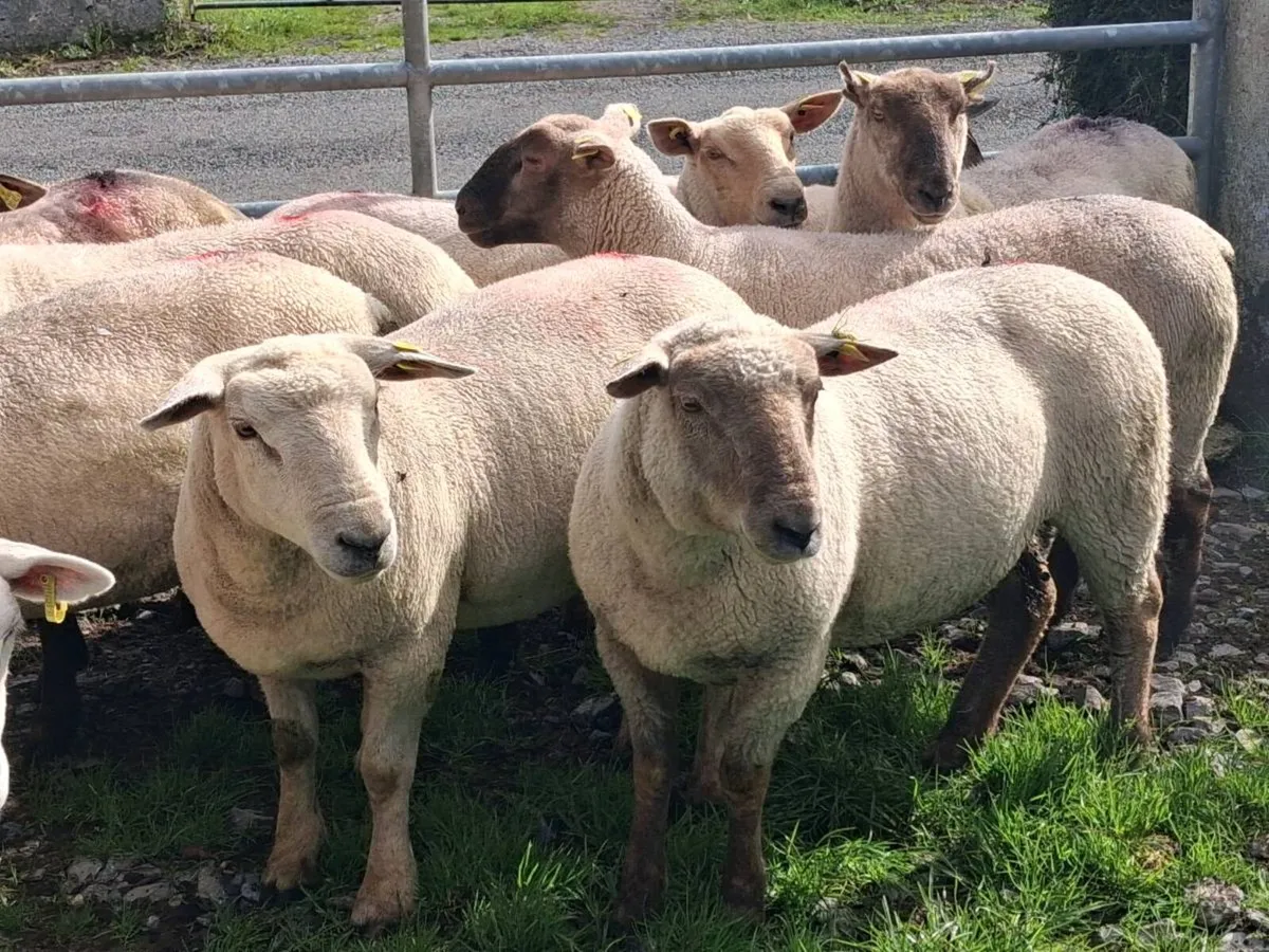 10 Ewe Hoggets - Image 3