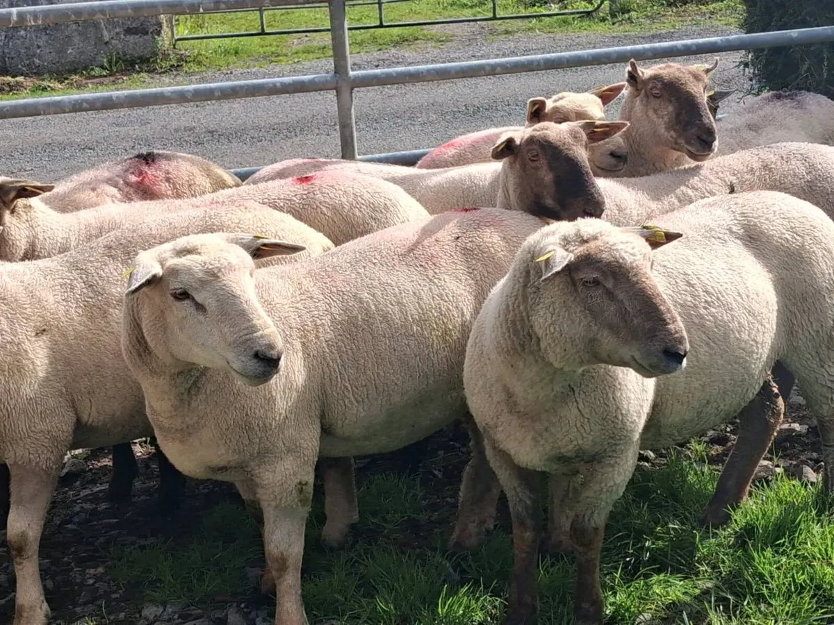 10 Ewe Hoggets - Image 4