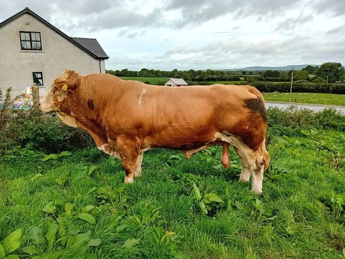 💥curaheen earp x mullyknock gallant bull 💥 - Image 3