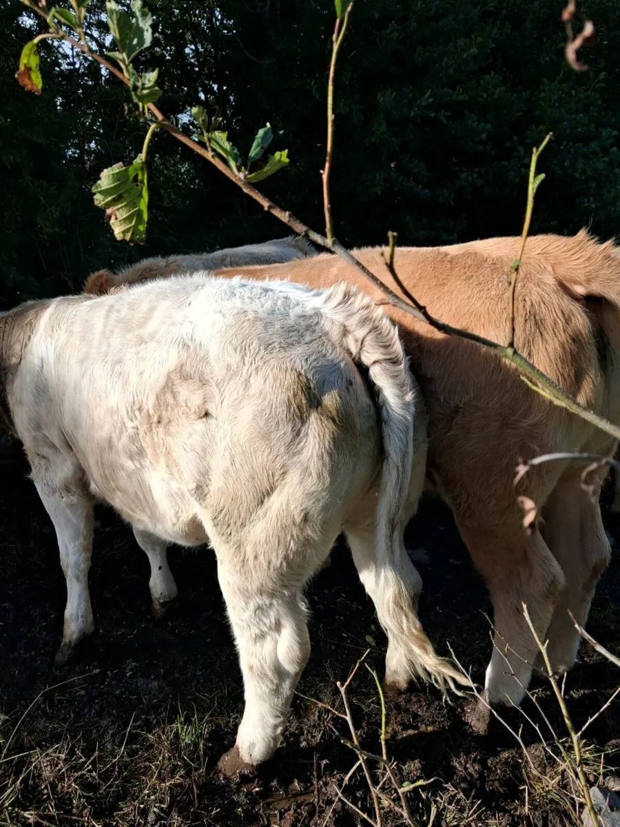 Heifer weanlings - Image 3