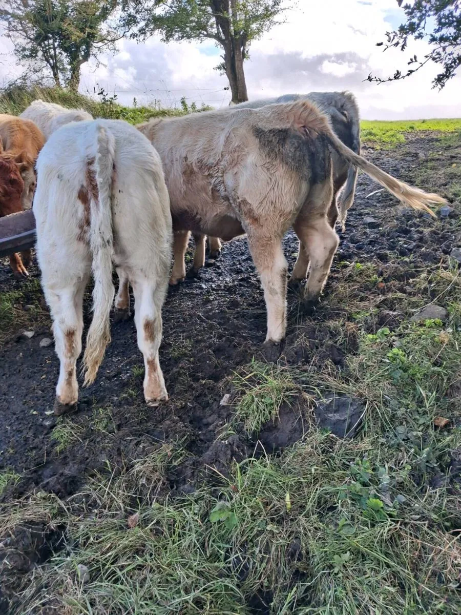 Heifer weanlings - Image 2