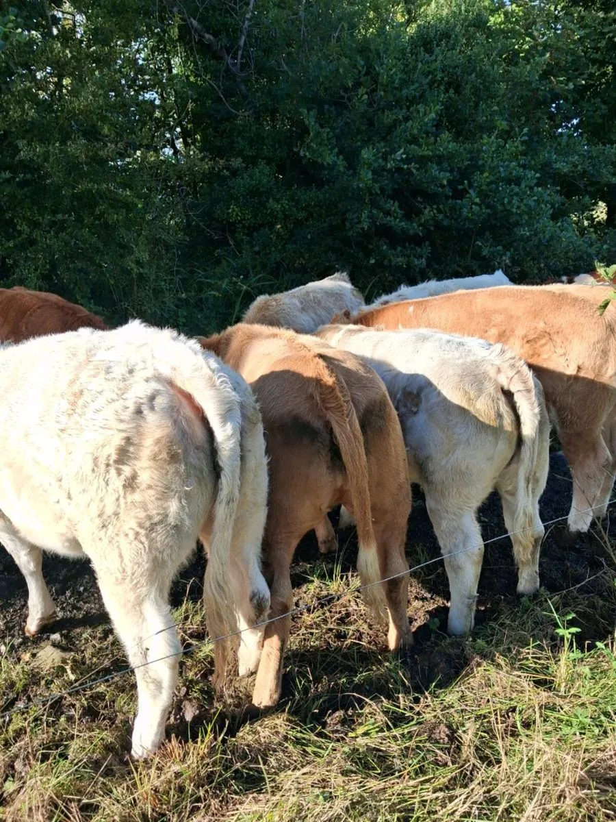 Heifer weanlings - Image 4