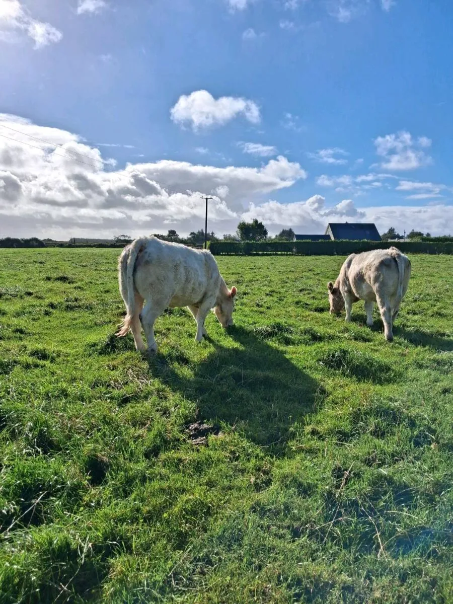 Heifer weanlings - Image 1
