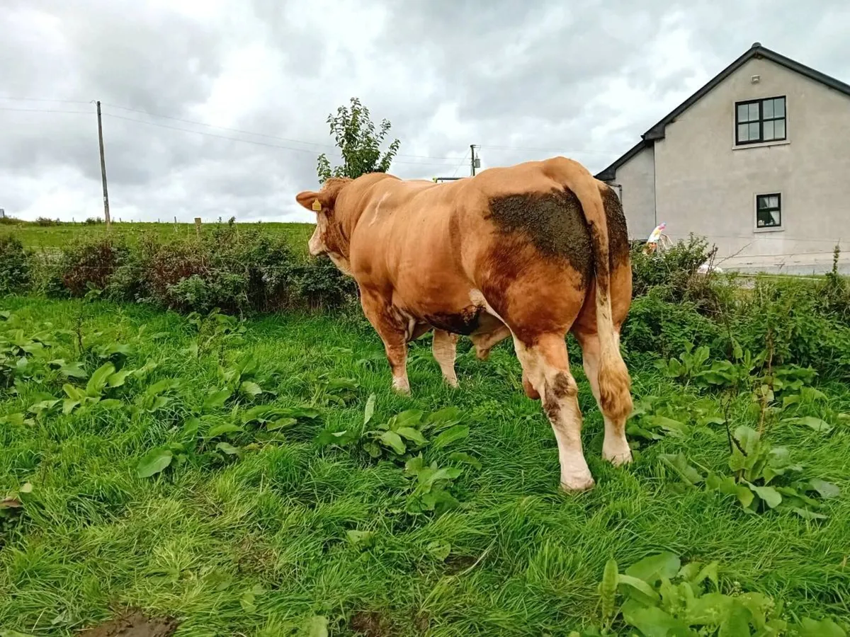 💥curaheen earp x mullyknock gallant bull 💥 - Image 2