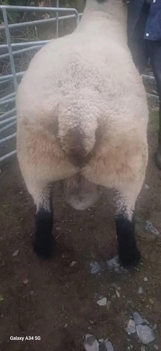 SERIOUS PEDIGREE SUFFOLK STOCK RAM - Image 2