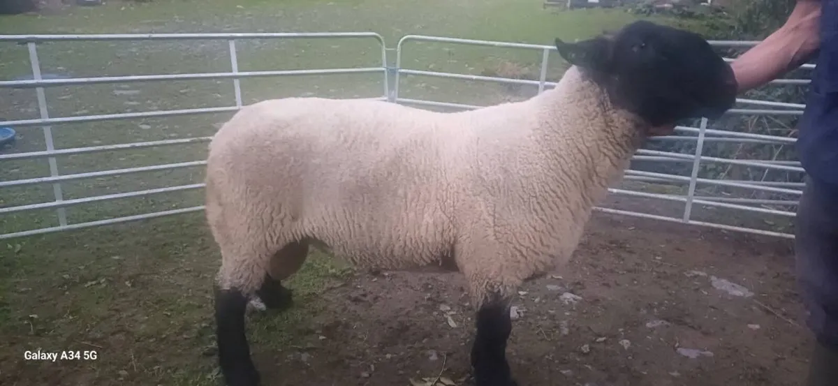 SERIOUS PEDIGREE SUFFOLK STOCK RAM - Image 4