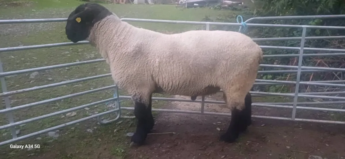 SERIOUS PEDIGREE SUFFOLK STOCK RAM - Image 1