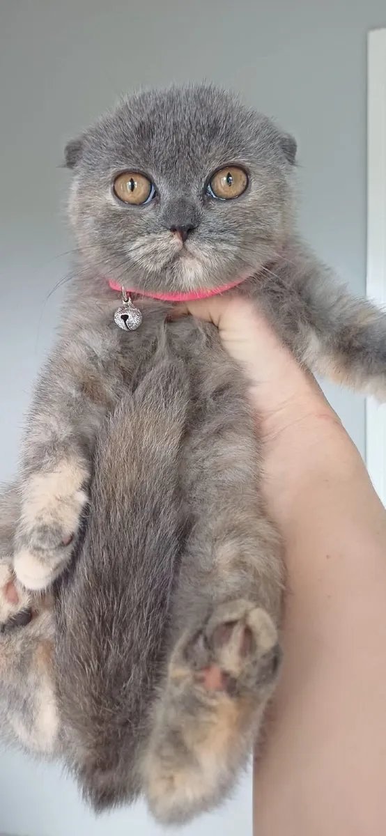 Amazing Purebred  British and Scottish fold kitten - Image 2